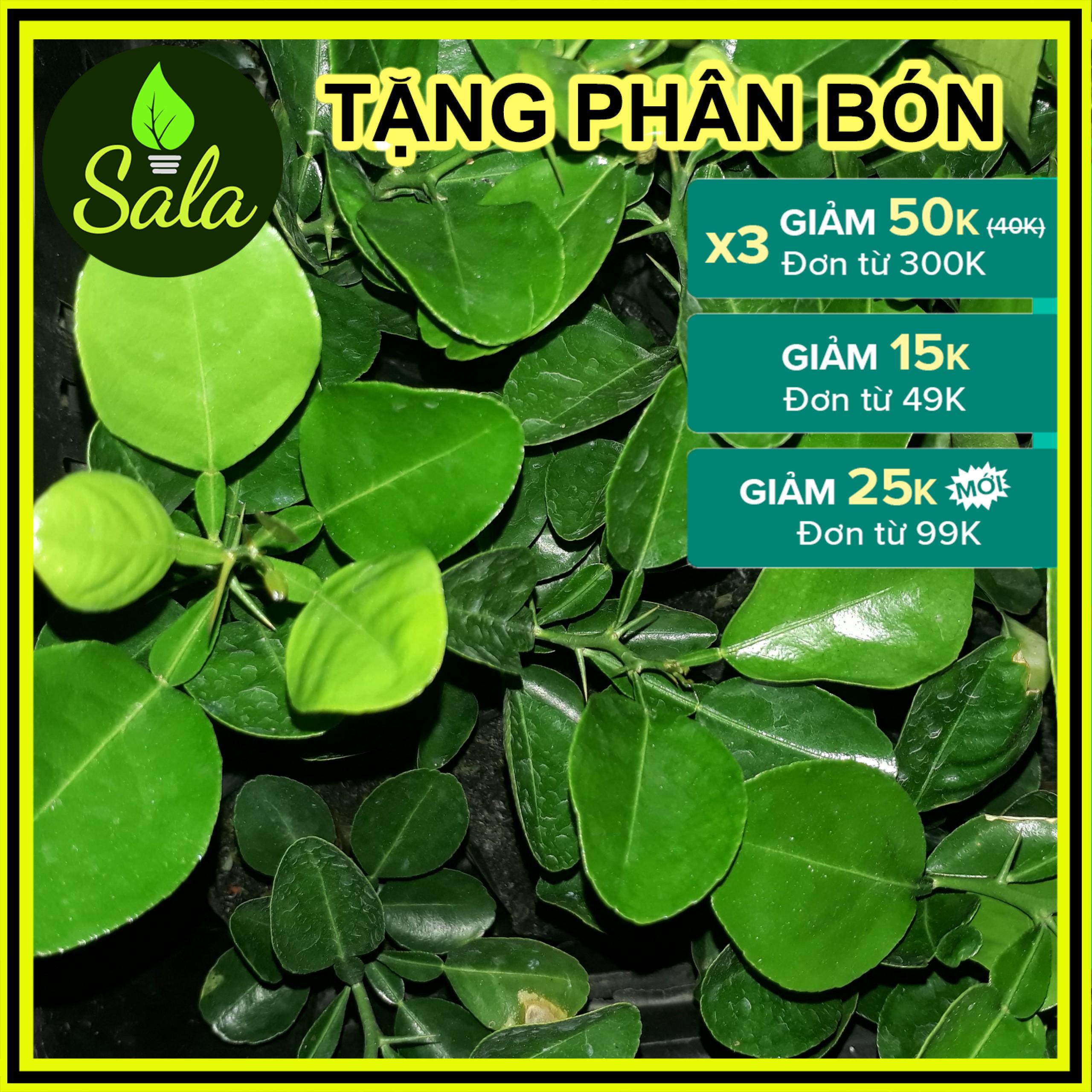 COMBO 6 CÂY CHÚC GIỐNG KHỎE MẠNH CAO KHOẢNG 20CM, CÂY CHANH THÁI, CÂY TRÚC GIỐNG
