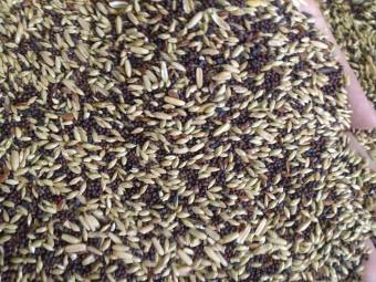 Hạt trộn mix 20 loại hạt cho chim Yến hót gói 1kg