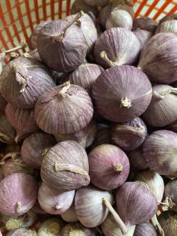 TỎI CÔ ĐƠN, TỎI ĐEN, TỎI TÍM BẮC, TỎI TÍM PHAN RANG, HÀNH TÍM ẤN ĐỘ, HÀNH TÍM PHAN RANG, HÀNH TÍM LÝ SƠN, TỎI, HÀNH, TIÊU