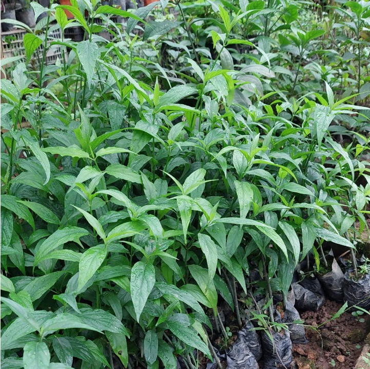 Cây xương khỉ ( bìm bịp ) chuẩn giống - Tặng kèm phân bón