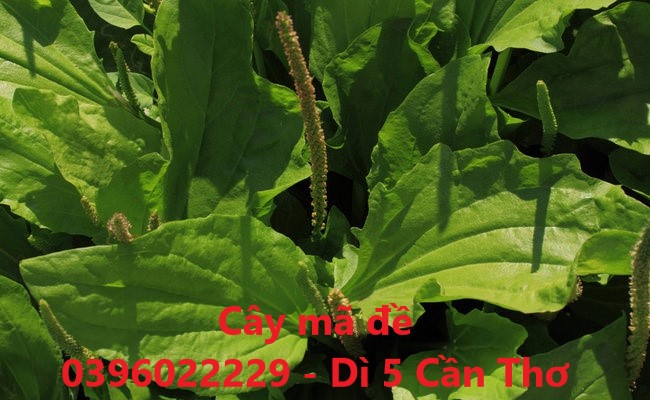 Cây mã đề phơi khô 1 ký - Hàng khô sạch bụi bậm