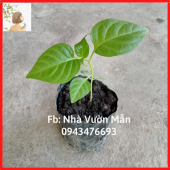 Cây (2 tháng) Ớt Habanero Yellow Siêu Cay