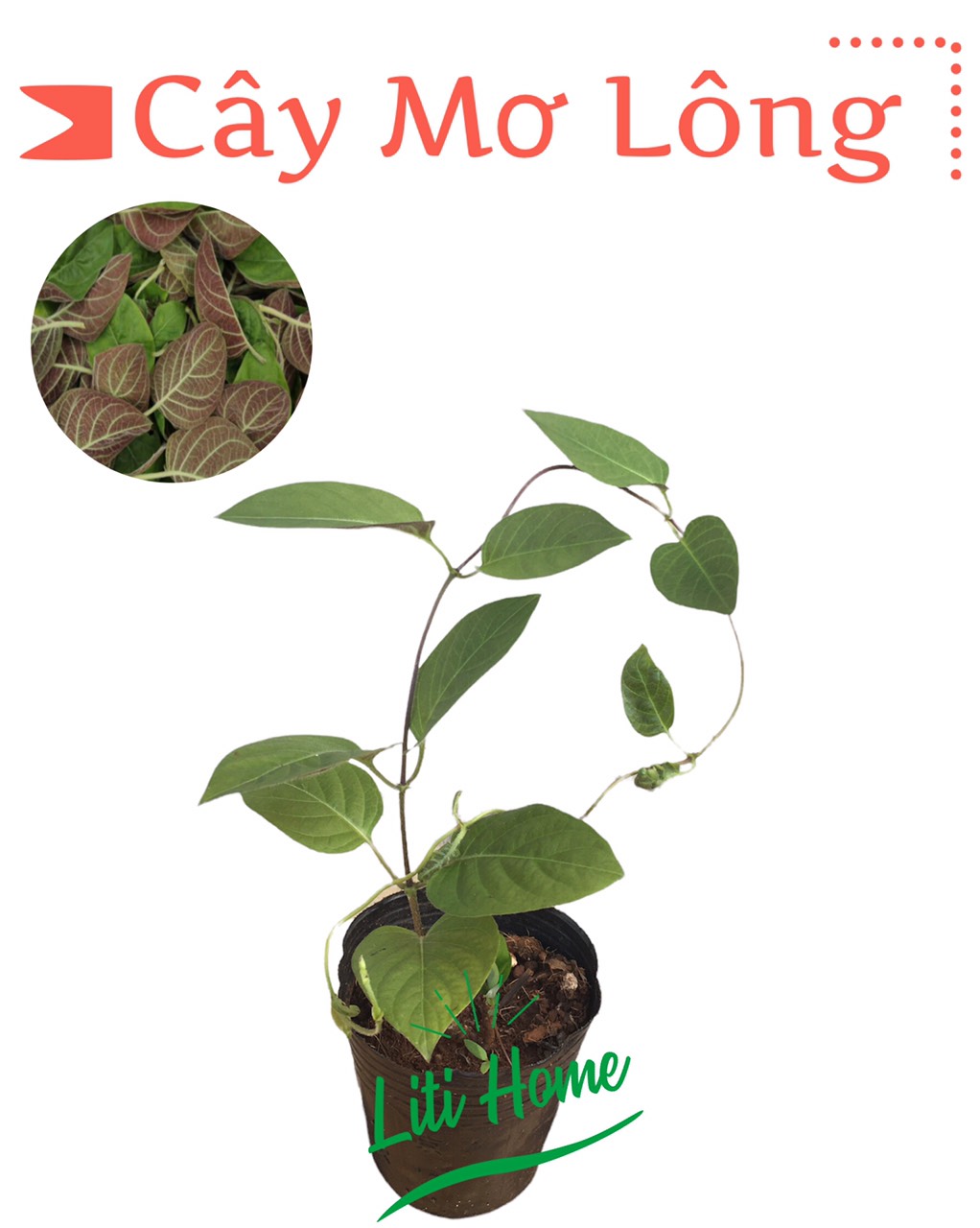 Cây lá mơ lông (1 cây), cây dễ trồng, lá thơm ngon