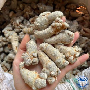 Củ Tam thất Bắc rừng (loại đặc biệt 32 củ/kg). dượᴄ liệu quý biếu tặng thượng hạng. Củ tam thất khô vùng núi cao Tây Bắc