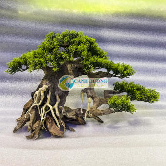 Cây lũa bon sai trang trí hồ cá