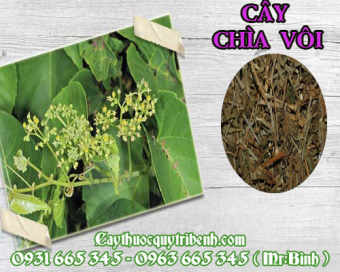Cây Chìa Vôi Khô Hàng Cty 500G - Thảo Dược Thanh Bình