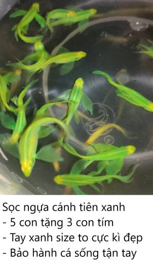 5 c.on Sọc Ngựa Cánh Tiên tặng 3 c.on tím - Bảo hành tận tay