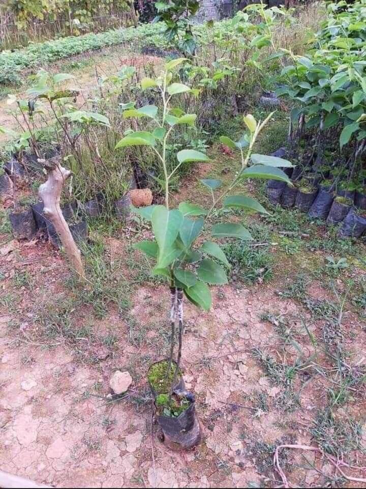 Cây giống lê vàng tứ quý