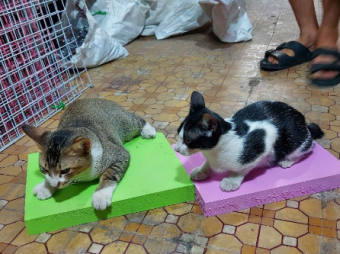 BÀN CÀO MÓNG CHO MÈO