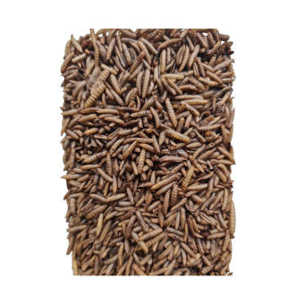 Sâu canxi sấy phòng thơm cho chim, gà, cá, hamster, sóc, nhím,... - Sâu Caxi sấy phòng Sâu gạo sấy phòng