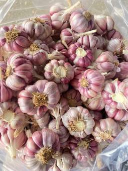 tỏi tím bắc loại 1 thơm ngon đạt chuẩn(tỏi tím bắc,hành tím phan rang,tiêu.ớt)