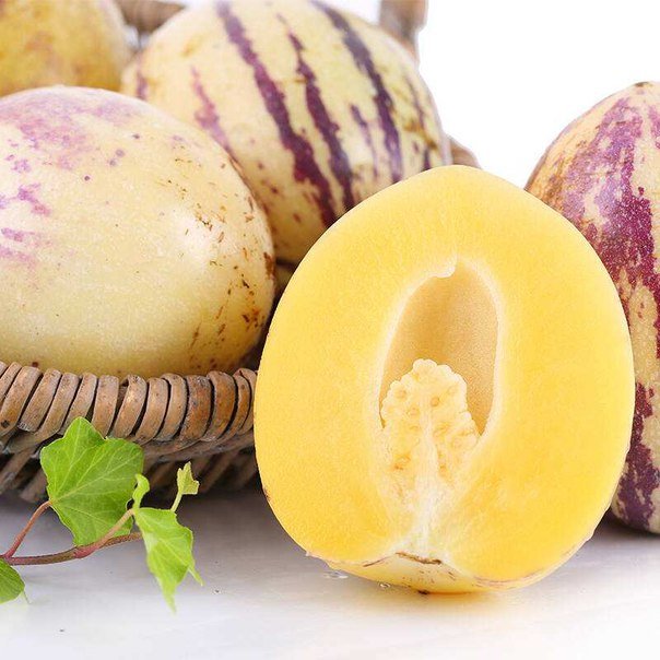 Hạt giống dưa pepino f1 - gói 5 hạt, được cung cấp bởi green plus, xuất xứ nga đóng gói tại vn, chịu nhiệt 15 – 35 độ