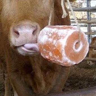 Đá Muối Liếm Động Vật ( 1.8-2.2kg/cục)