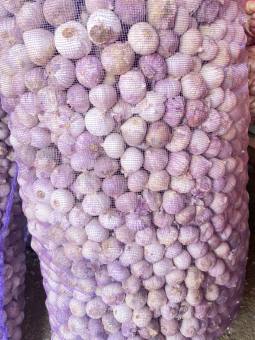 TỎI CÔ ĐƠN LOẠI 1(25-30 CỦ 1KG ), TỎI ĐEN, TỎI TÍM BẮC, TỎI TÍM ĐÀ LẠT, TỎI TÍM PHAN RANG, TỎI , HÀNH TÍM LÝ SƠN, HÀNH TÍM PHAN RANG.