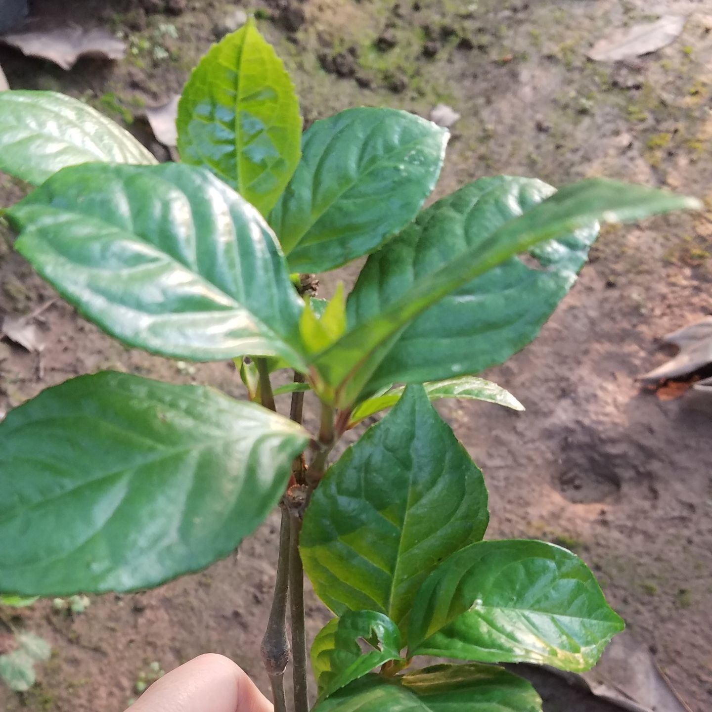 Hoa sói pha trà chuẩn giống - Số lượng có hạn