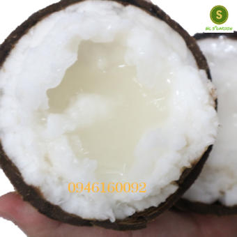 Dừa sáp Loại Bi Đặc