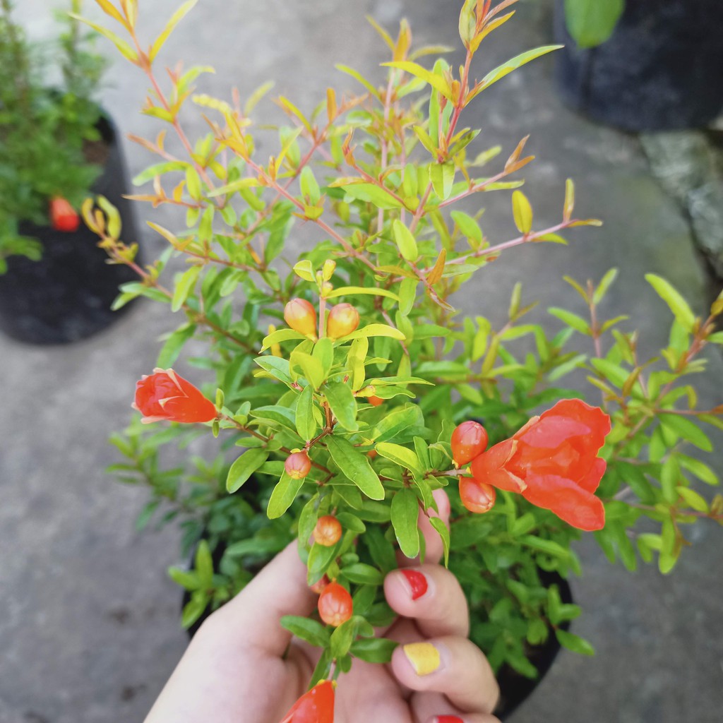 Cây lựu đỏ đang hoa