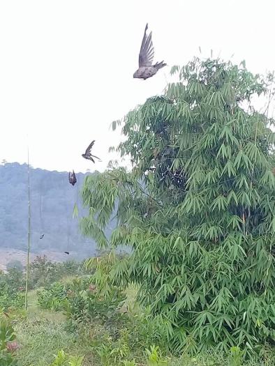 60m lưới 7p cao 5m 5 dây 4 túi bẫy các loại chim chào mào ,cu gáy,cu ngói ,cò ,vẹt ,sáo ,rẽ que,rẽ giun ...lưới cước thai lan đã nhuộm đen tàng hình sợi 0.15