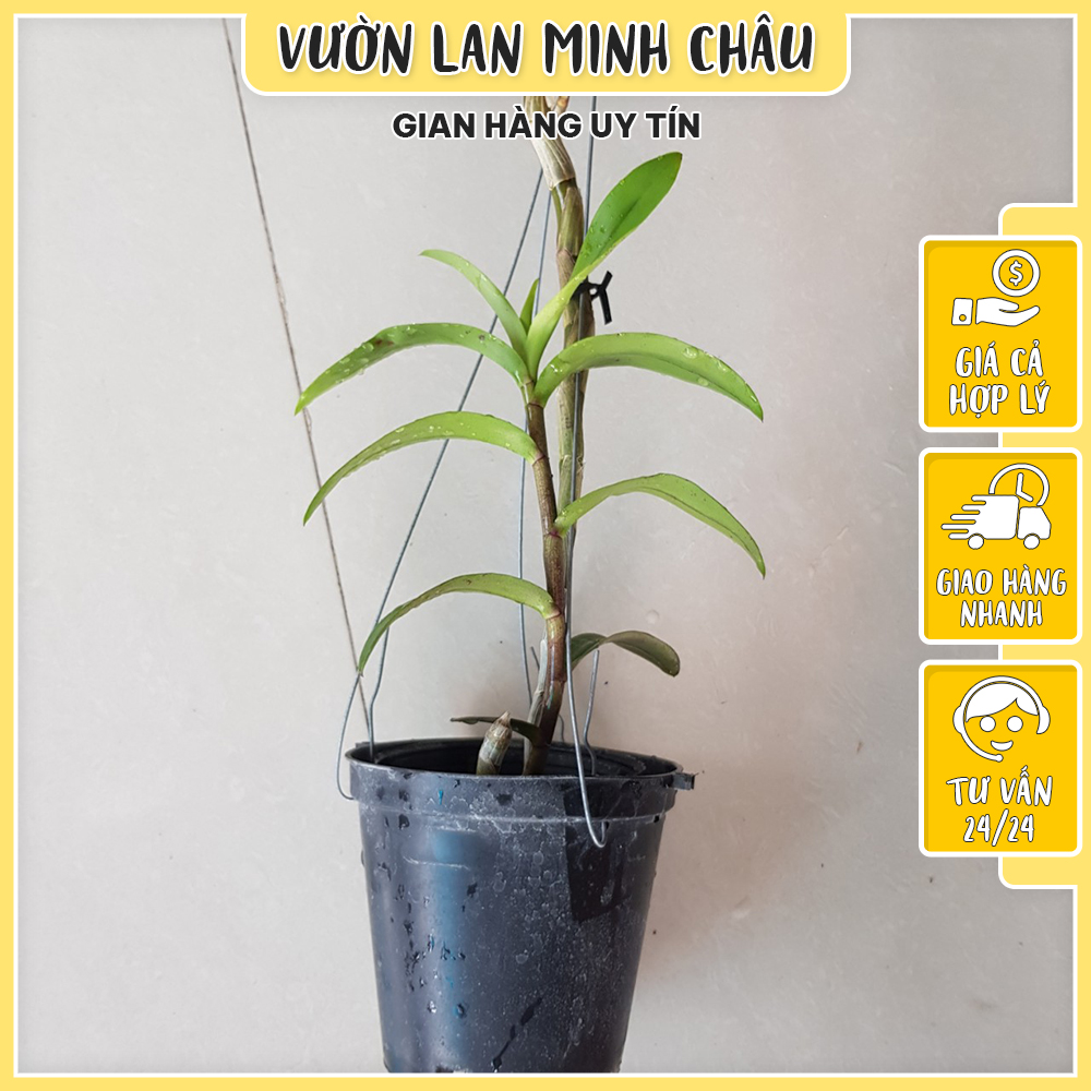 Hoa lan giả hạc châu như cây giống màu chuẩn VƯỜN LAN MINH CHÂU cây giống hoa lan cực khỏe, được tuyển chọn từng cây tại vườn A06