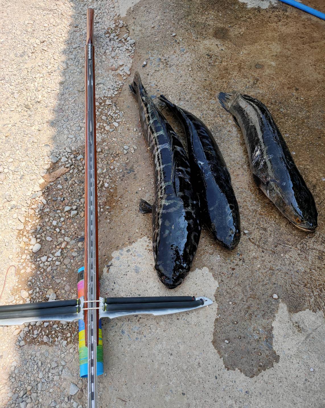 ข้อมูลเพิ่มเติมของ แว่นยิงปลา เลนส์สีชา เลนส์ออโต้ตกปลาตัดแสงสะท้อนเห็นปลาชัดมาก