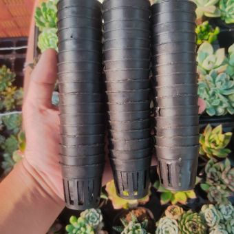 Chậu trồng lan, Cây Không khí tóc tiên 10 cái giá siêu rẻ