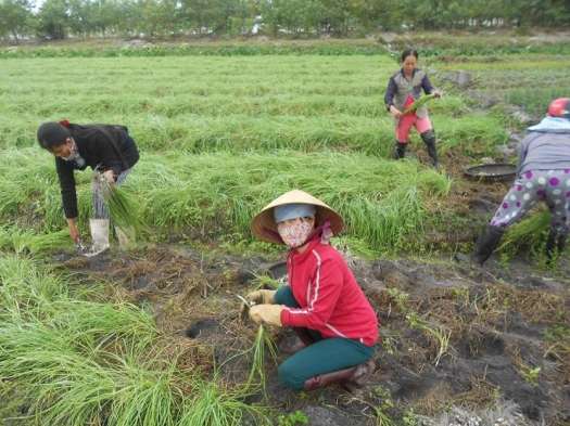 1kg HÀNH TĂM ( CỦ NÉN ) ĐÀ NẴNG ĐẢM BẢO CHẤT LƯỢNG CỦ TO Y HÌNH SHOP CHỤP