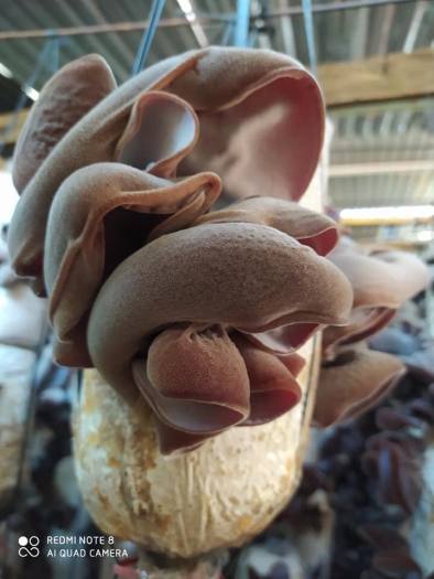 Phôi giống nấm mèo (nấm mộc nhĩ) - (01 kiện 05 bịch nấm)