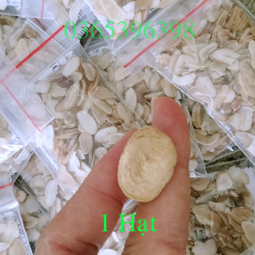 1 Hạt sành ( hạt sang ) trắng của người dân tộc , giải quyết đau dạ dày ( một hạt dùng thử)