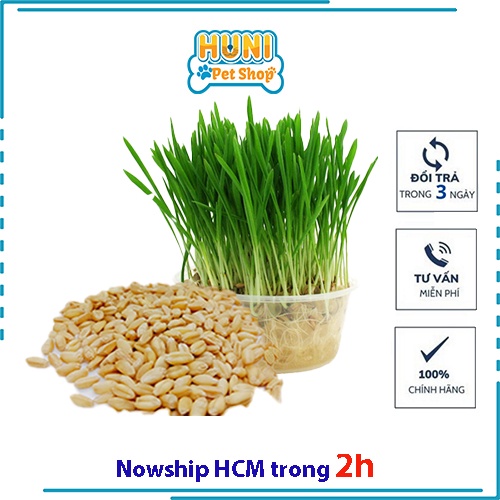 Hạt giống cỏ mèo - hạt giống cỏ lúa mạch làm thức ăn cho chó mèo nhập Italy nẩy mầm >98% - bịch 50g