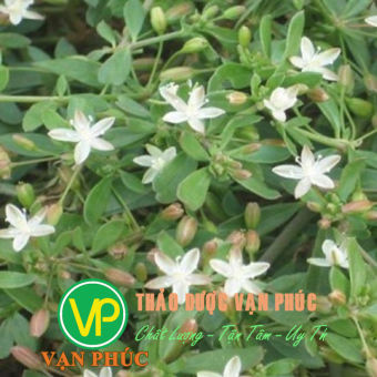 Rau đắng đất sấy khô - HÀNG VN,SẠCH,ĐẸP