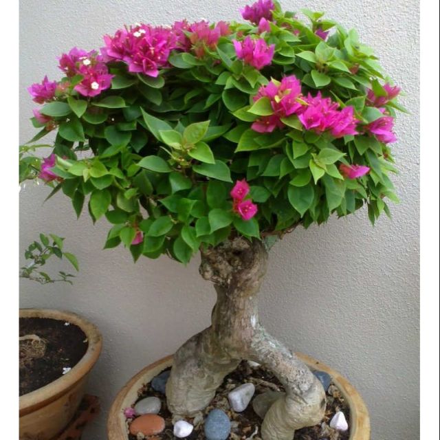 cây phôi giống Hoa giấy Mỹ bonsai - hàng phôi gốc to