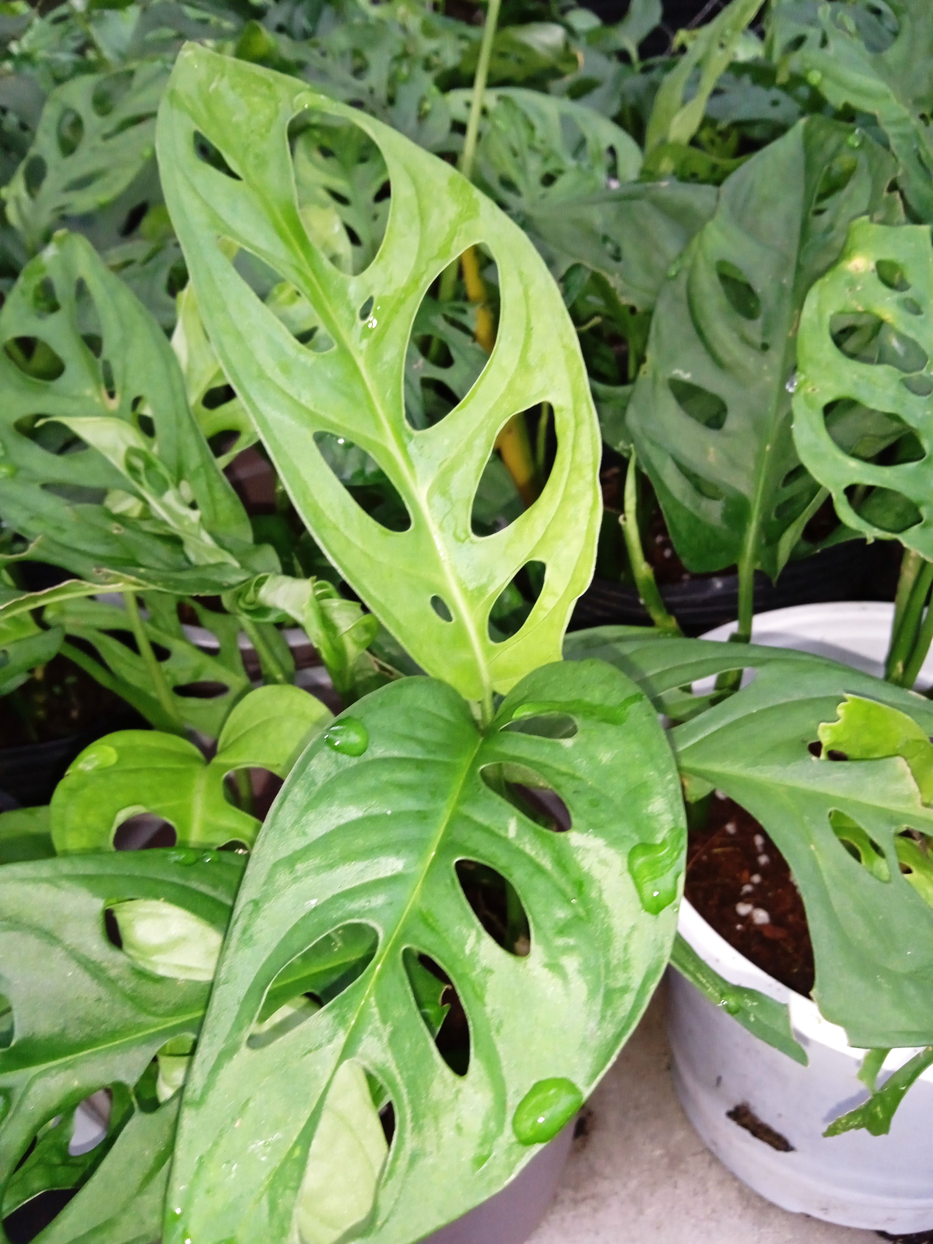 Trầu bà lỗ