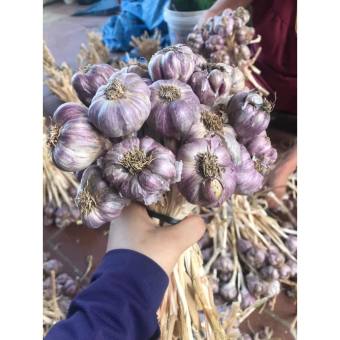 Tỏi tía ta 3kg loại 1, Kinh Môn Hải Dương, tỏi tía bắc