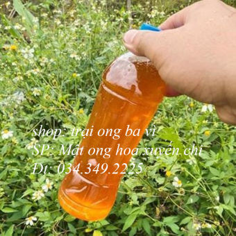 Mật ong nguyên chất hoa cỏ kim hoa xuyến chi