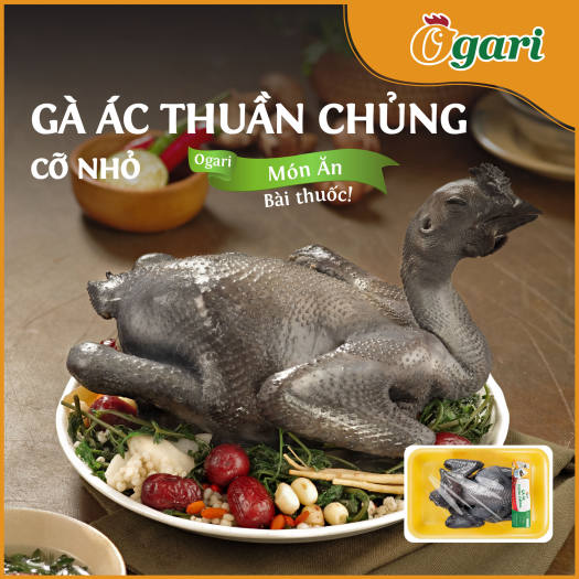 Gà Ác Thuần Chủng Ogari