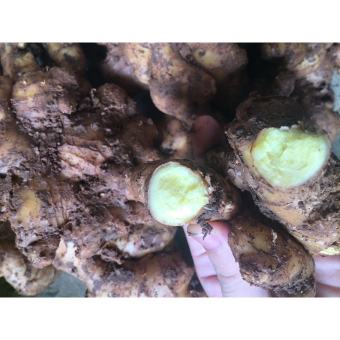 500g Củ gừng ta, gừng tươi, gừng Việt Nam, loại củ già,khô