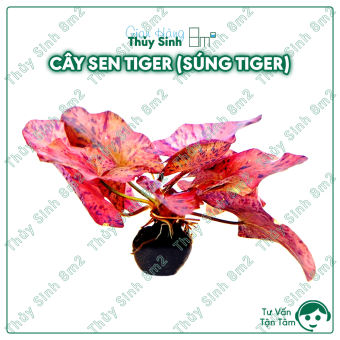 01 Củ Sen Tiger | Cây Thủy Sinh Cắm Nền | 8m2
