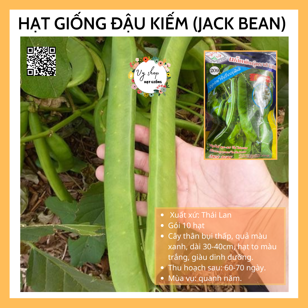 Hạt giống đậu kiếm Jack bean