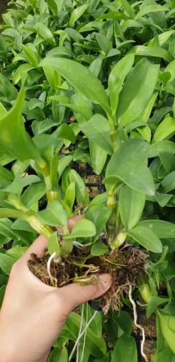 denro nắng lưỡi bò tím cây giống to khỏe