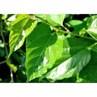 Lá Dâu Tằm Tươi ( 500g)