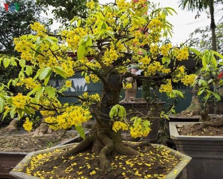 Hoàng mai Huế | Cây giống hoàng Mai Huế cây thuần F1