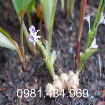 Gừng Đen (ngải đen) Tươi 01KG (Black Ginger) Chất