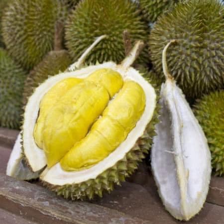 Ccay giống sầu riêng ri 6 -cam kế chuẩn giống