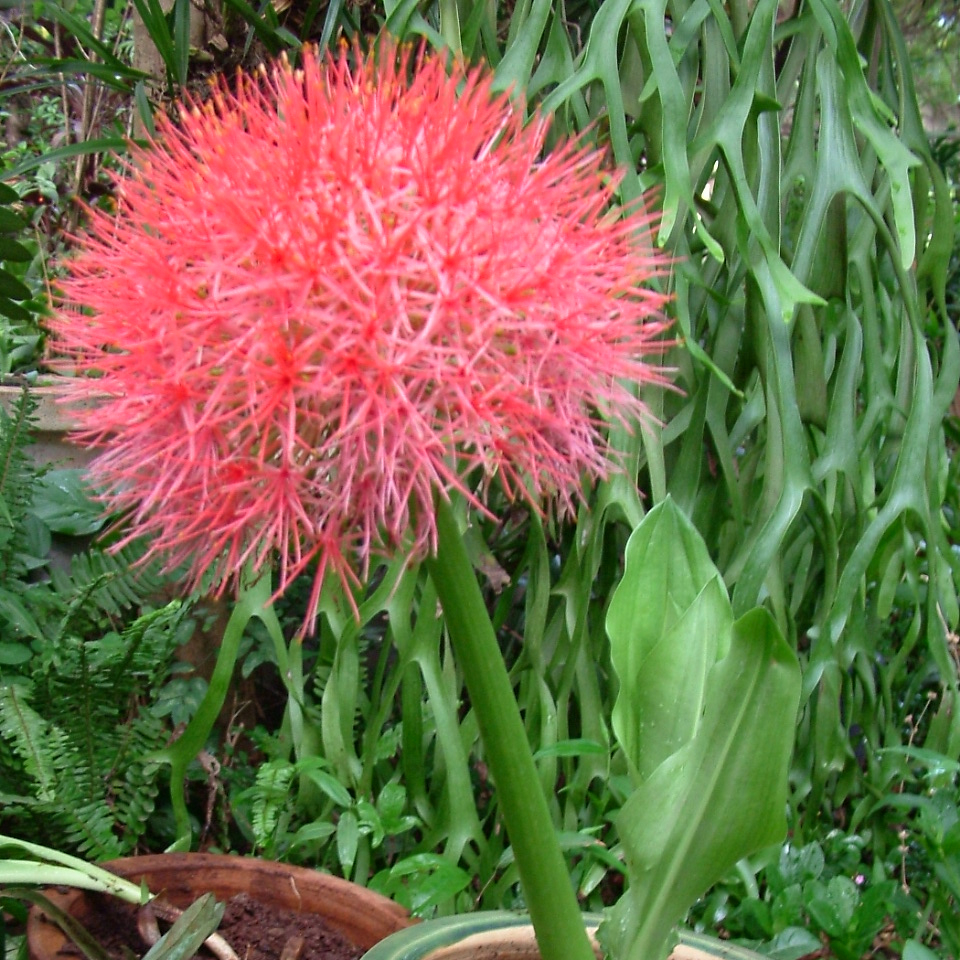 Bầu giống hồng tú cầu 🏵️ tặng đầu tưới 🏵️ với đơn hàng thanh toán trước