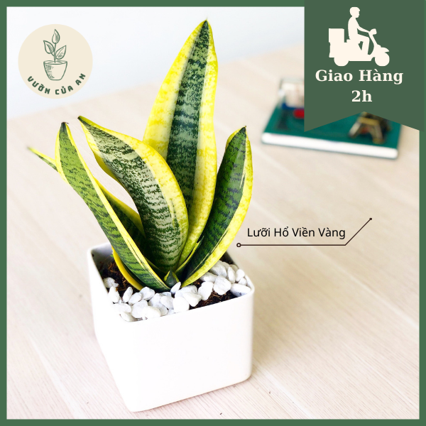 Cây Lưỡi Hổ Viền Vàng [cao 30 - 35cm] cây phong thủy, hút tài lộc, lọc không khí, cây trang trí văn phòng, nội thất, trồng trong nhà