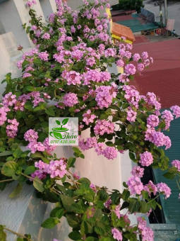 Cây trâm ổi hoa tím trồng ban công chịu nắng