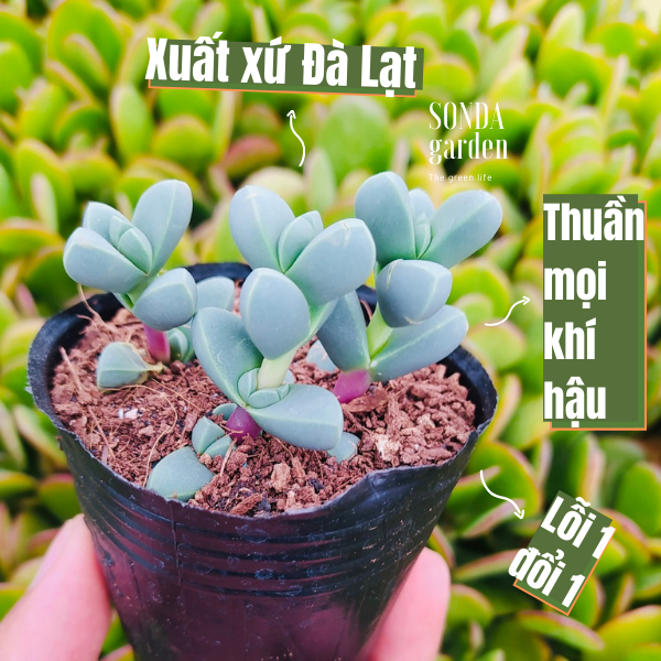 SEN ĐÁ TIM SIZE BÉ SIÊU KHỎE, ĐẸP LỖI 1 ĐỔI 1