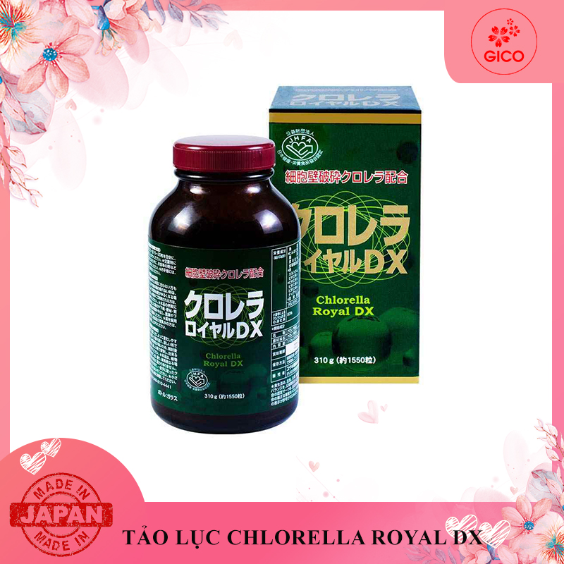 Tảo lục chlorella royal dx 1550v nhật bản