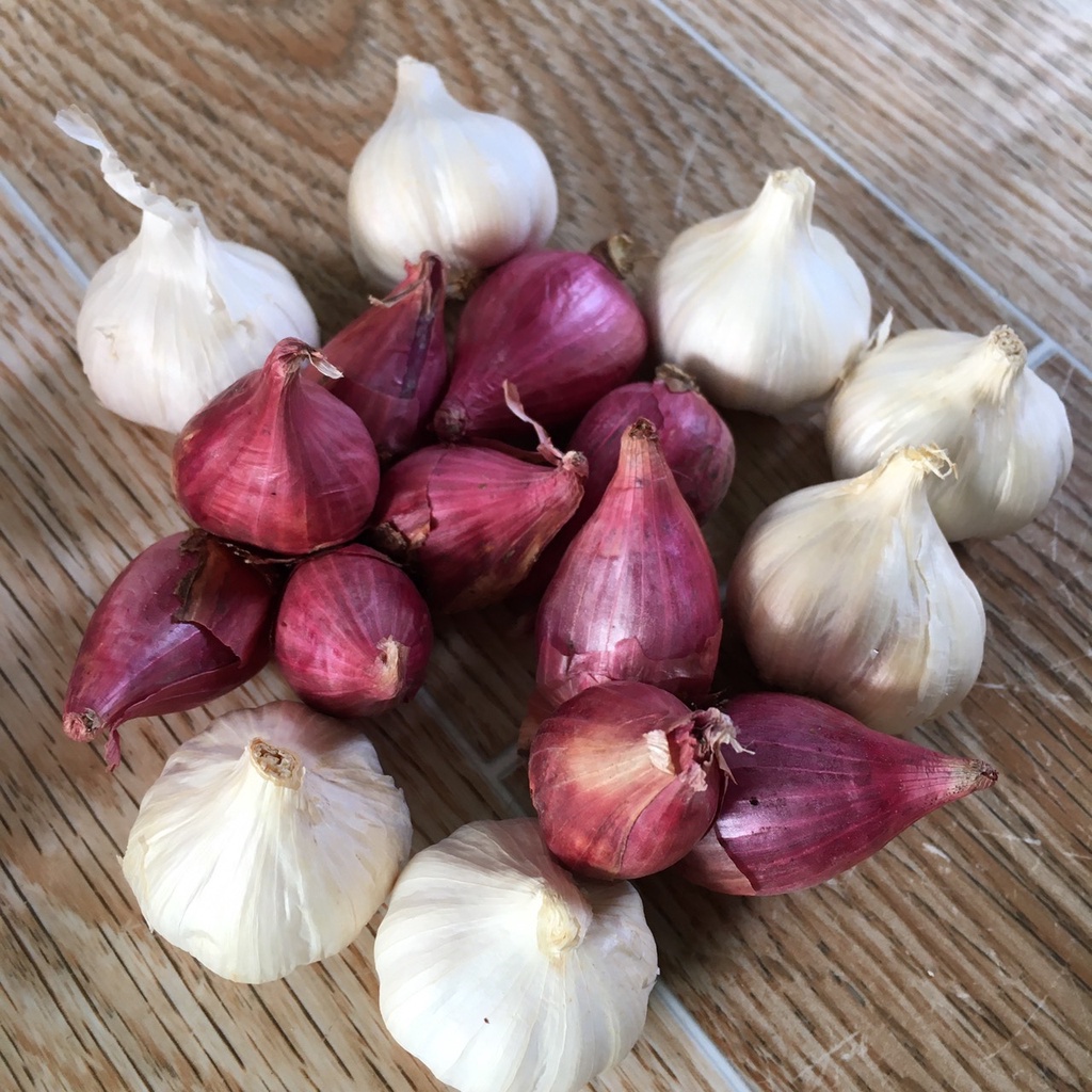 Combo tỏi củ to  (500g) + hành tím (500g) - loại ngon