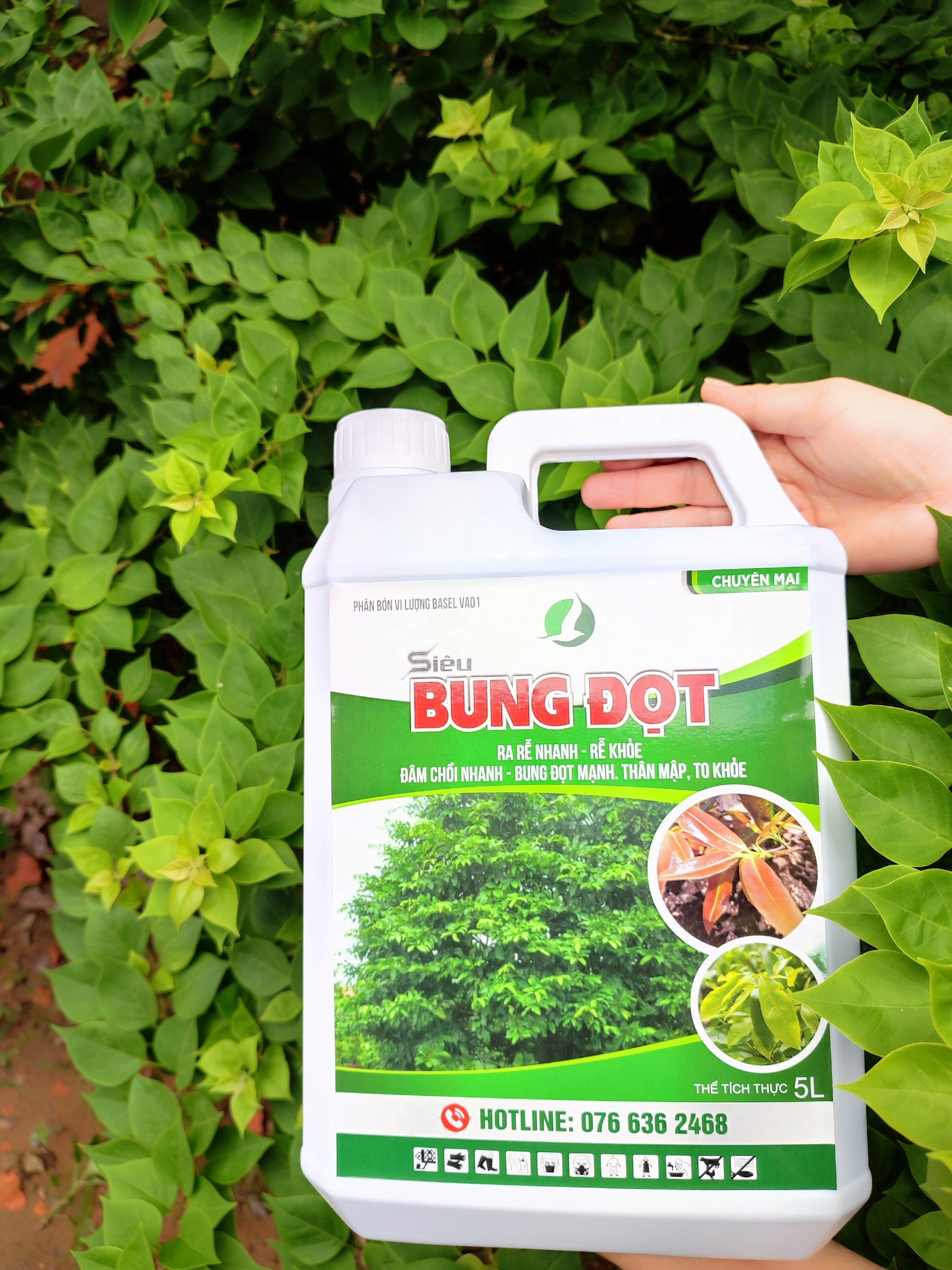 Siêu bung đọt mai can 5 lít siêu to siêu tiết kiệm